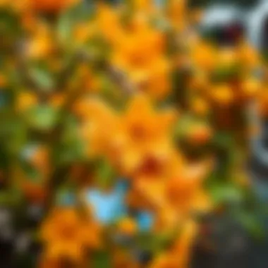 Orange Blossoms at the Festival A vibrant display of orange blossoms symbolizing the festival spirit