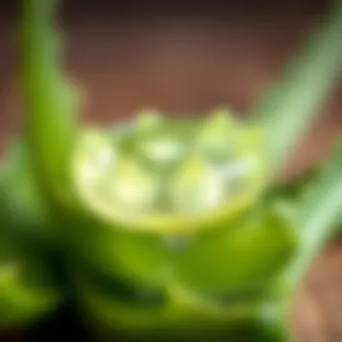 Pure Aloe Vera Gel Close-up view of aloe vera gel extracted from its leaves