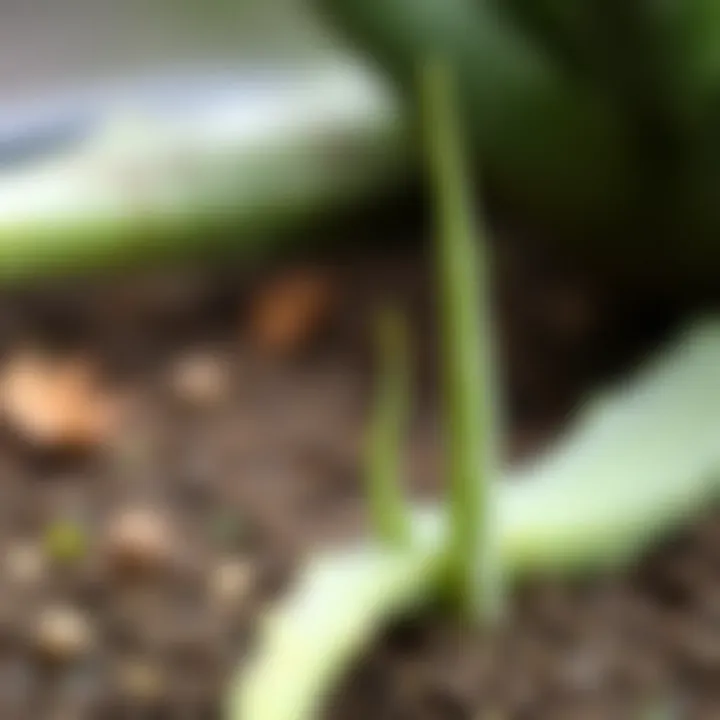 Aloe Vera Propagation Aloe vera propagation with new shoots emerging from the soil