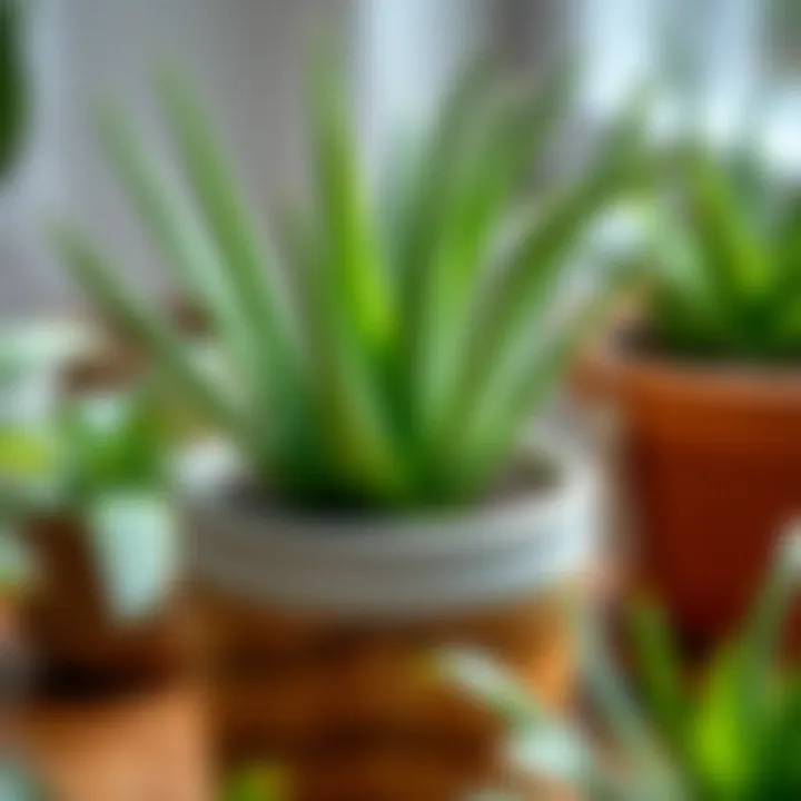 Healthy Aloe Vera in Pot Healthy aloe vera plant thriving in a pot with proper care