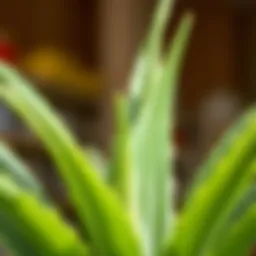 Vibrant aloe vera plant showcasing its lush green leaves