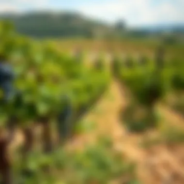 A serene vineyard landscape showcasing grapevines ready for harvest