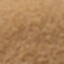 A close-up view of high-quality baldo rice grains showcasing their texture and shine