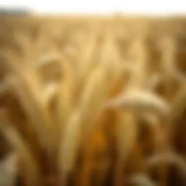 Barley field ready for harvest