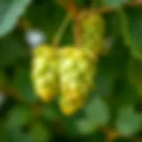 Hops growing on a vine