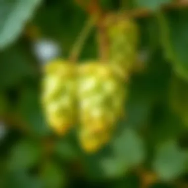Hops growing on a vine