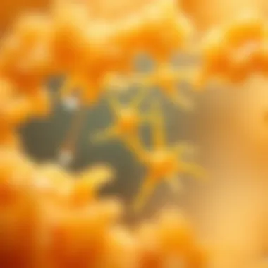 Yeast culture under a microscope