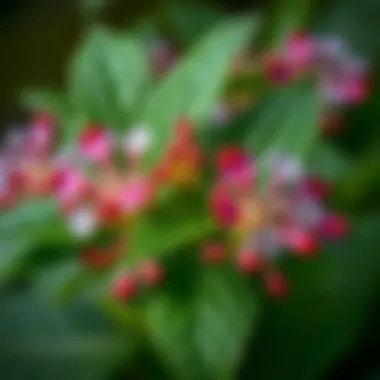 Cedene Plant Characteristics Detailed view of Cedene plant leaves and flowers