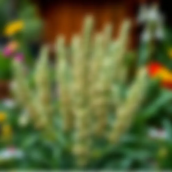 Cedene in Herbal Medicine Cedene plant in a traditional herb garden setting