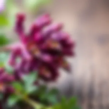 Herbs that enhance sexual health