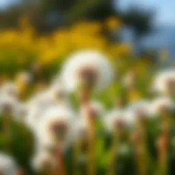 A lush field of dandelions symbolizing nature's bounty