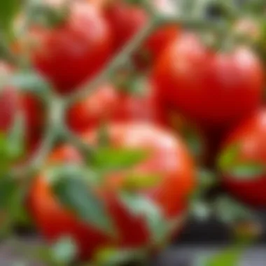 Succulent Tomatoes Ready for Harvest Close-up of ripe tomatoes on the vine