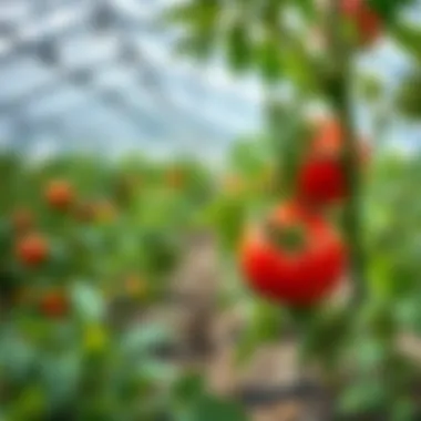 Optimal Conditions for Tomato Growth Ideal climate for tomato growth with greenhouses