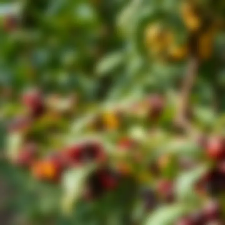 Unique Coffee Plantation Environments A serene coffee plantation showcasing unique growing conditions