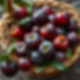 Freshly picked plums in a rustic basket