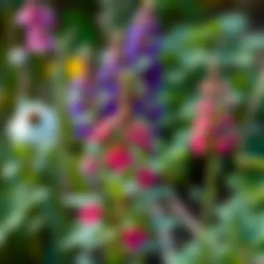 Garden with natural mosquito repellent plants