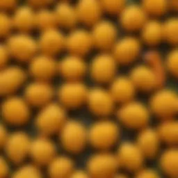 Nutritional profile of golden rice
