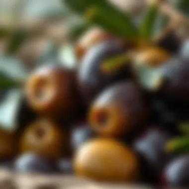 A close-up of olives ready for harvest, highlighting their quality and freshness