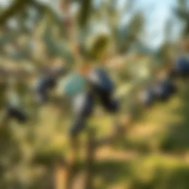 An olive orchard showcasing the natural environment where olives are grown