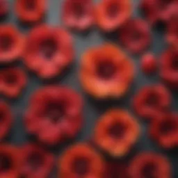 A vibrant display of dried hibiscus flowers showcasing their rich color and texture.