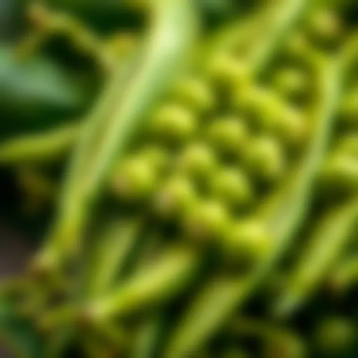 A close-up of ripe green peas in their pods, highlighting their freshness.