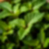 Vibrant Fresh Nettle Leaves Fresh nettle leaves highlighting their vibrant green color