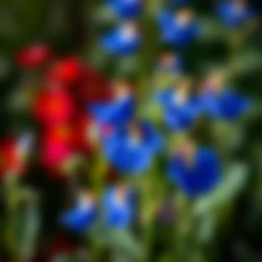 Vibrant blue butterfly pea flowers in a natural setting