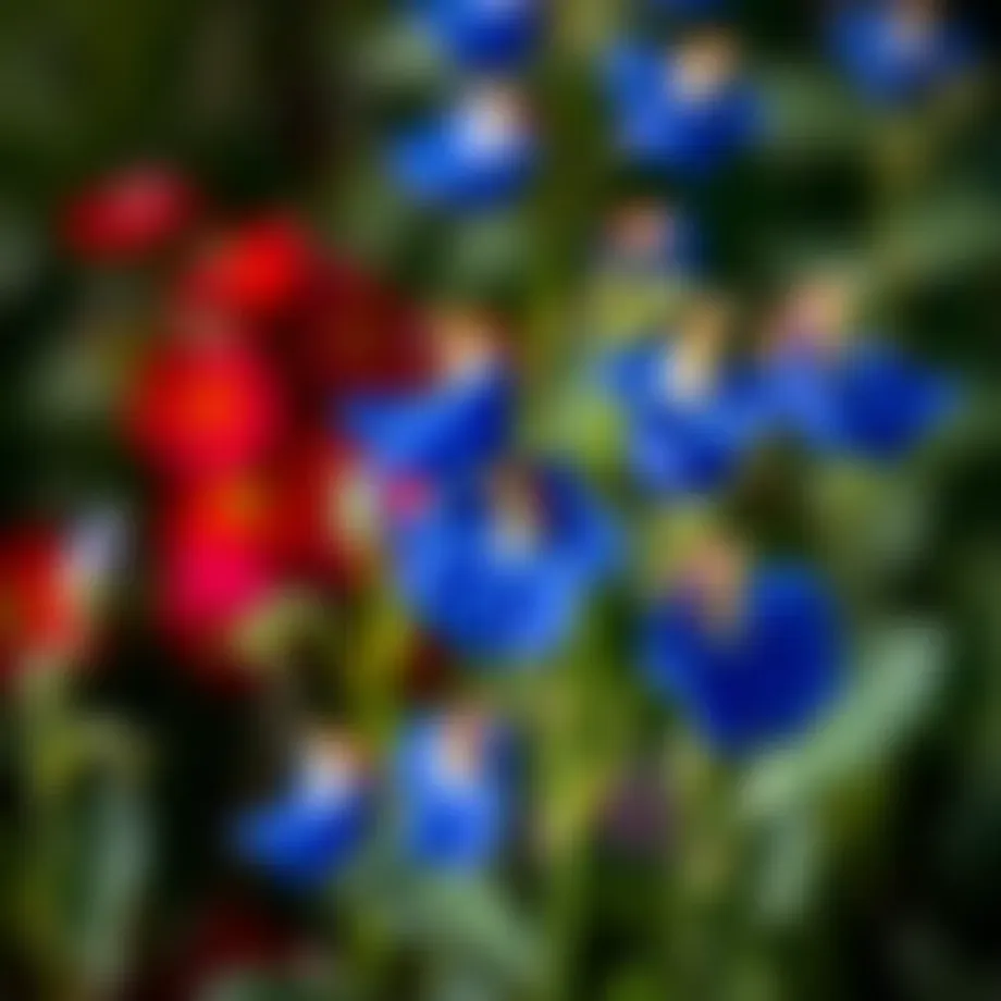 Vibrant blue butterfly pea flowers in a natural setting