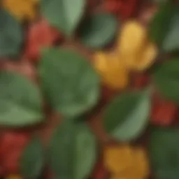 A close-up of the Okse Otu plant showcasing its distinct leaves.