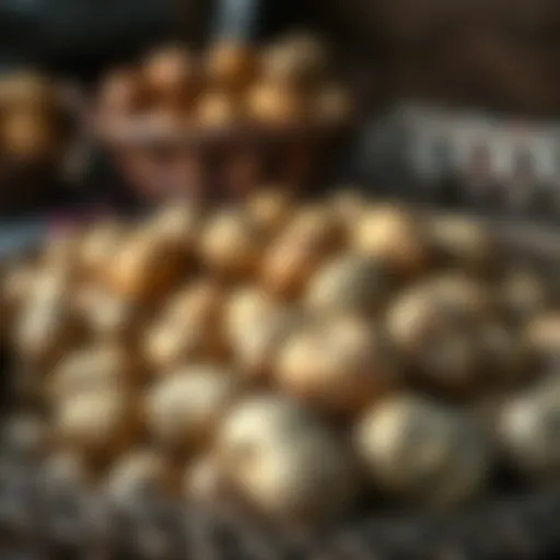 Freshly harvested potatoes in a rustic setting