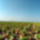 A vibrant potato field under a clear blue sky, showcasing the beauty of agriculture