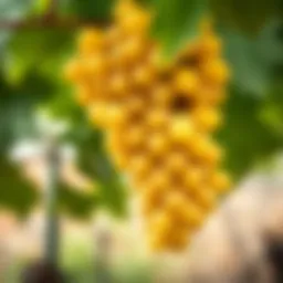 A bunch of ripe yellow grapes hanging from a vine