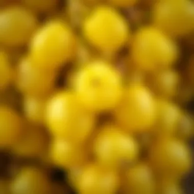 Close-up of yellow grapes showcasing their texture and color