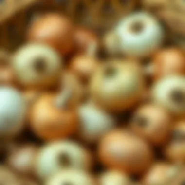 Onions arranged in a well-ventilated basket