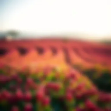 Serene Rooibos Tea Fields in South Africa A serene landscape of the South African Rooibos tea fields