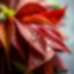 Tea tree leaves with dew
