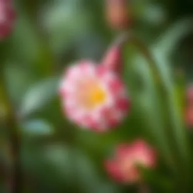 A close-up view of the delicate Tear of the Prophet flower showcasing its intricate petals.