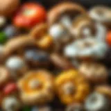 Vibrant assortment of various types of mushrooms showcasing their unique shapes and colors
