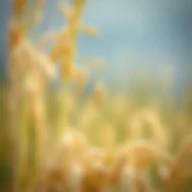 Oats in Their Natural Habitat Oats in a natural setting