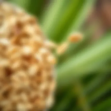 Whole Oats Close-Up Close-up of whole oats with a backdrop of green leaves